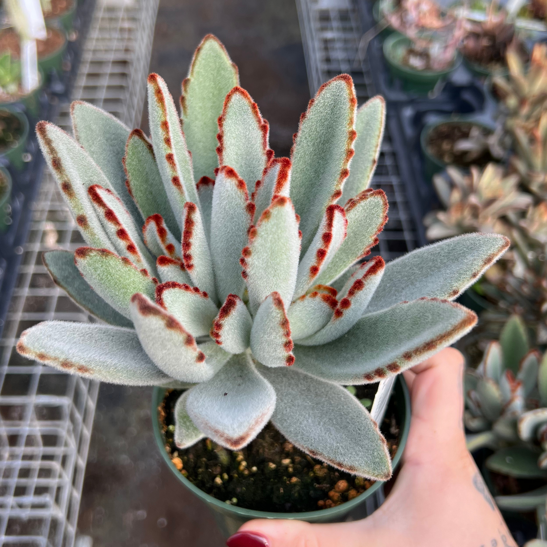 panda succulent care Kalanchoe tomentosa 'Panda Plant'
