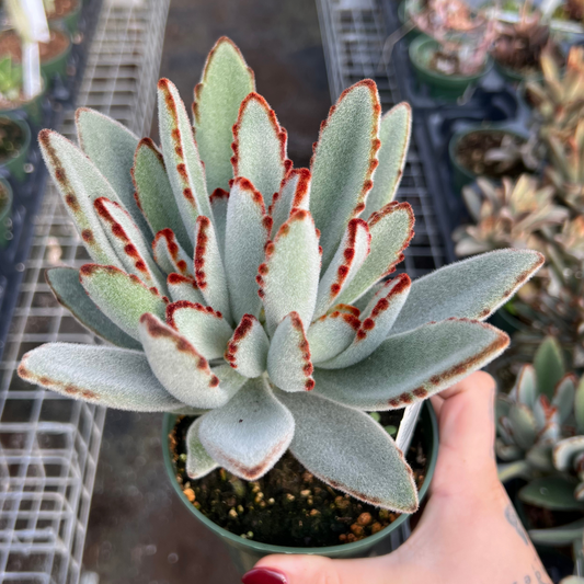 Kalanchoe tomentosa 'Panda Plant'