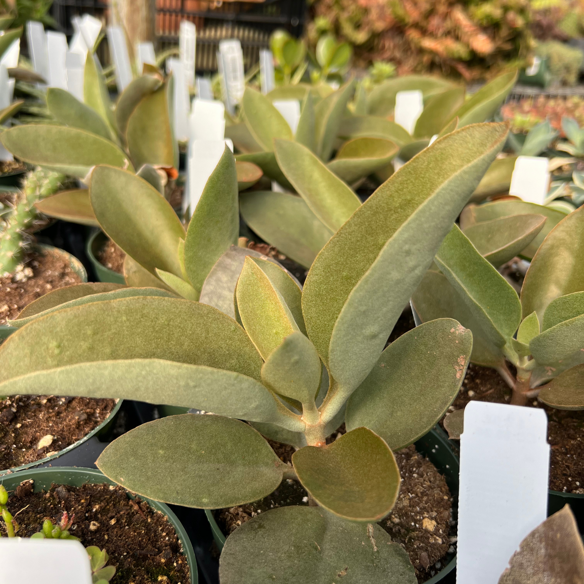 copper succulent plant Kalanchoe orgyalis 'Copper Spoon'
