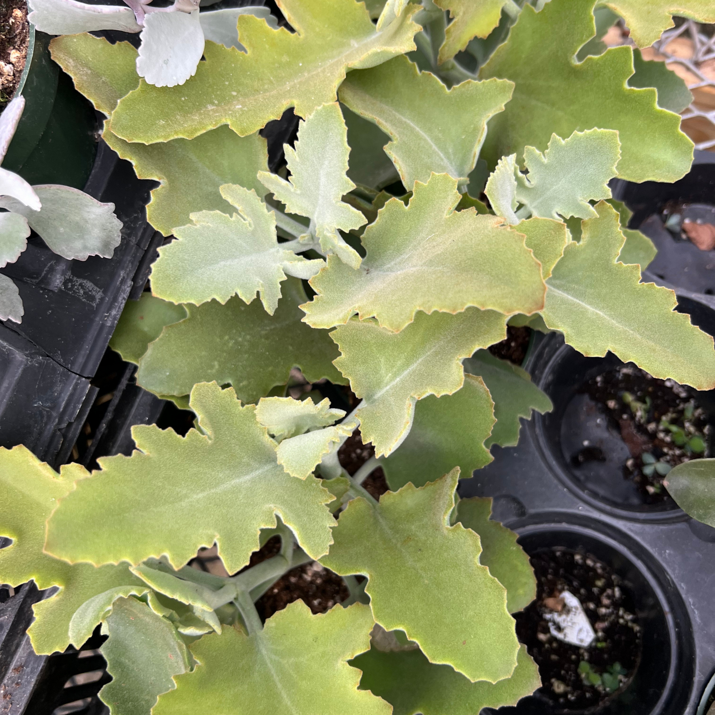 Kalanchoe beharensis