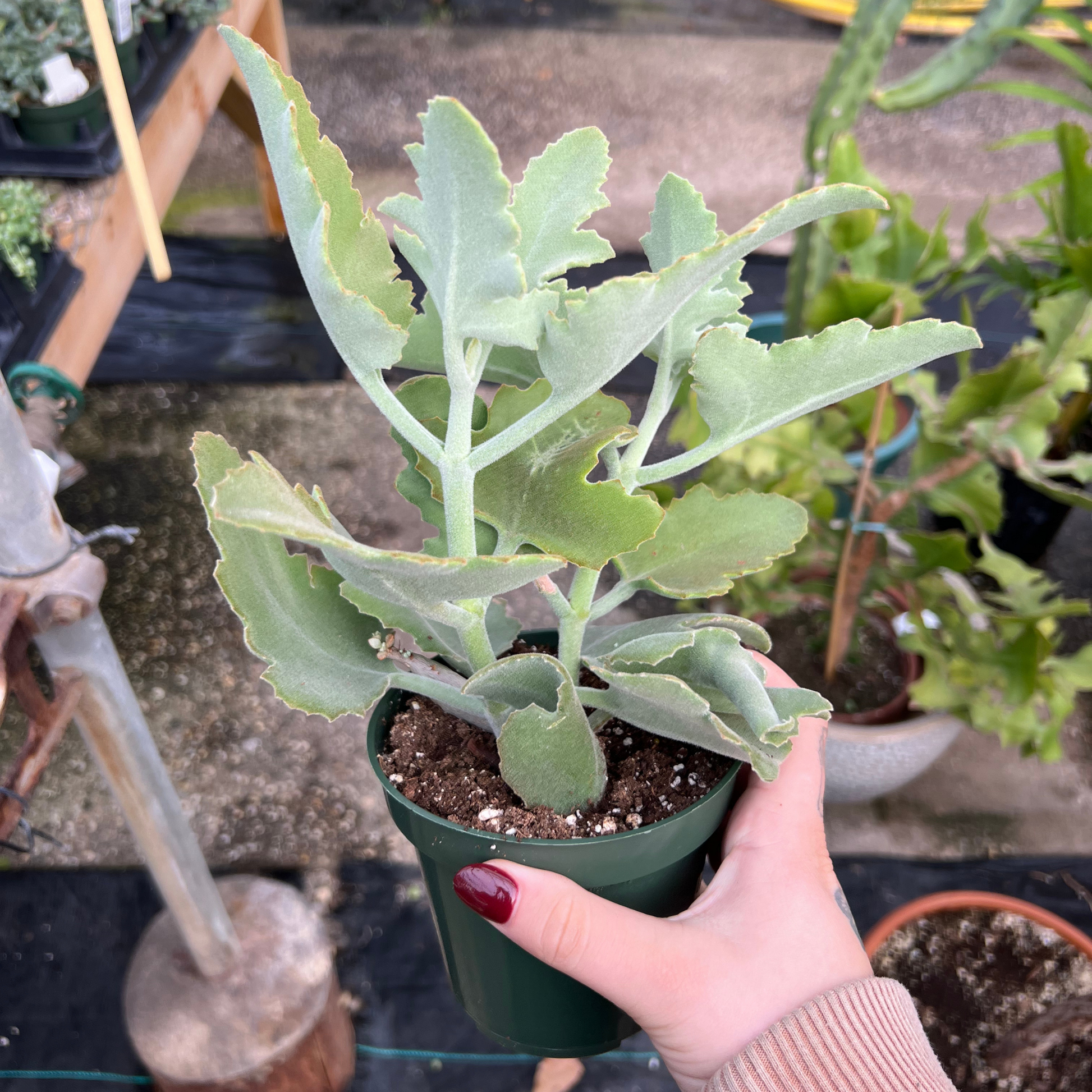 kalanchoe beharensis succulent Kalanchoe beharensis