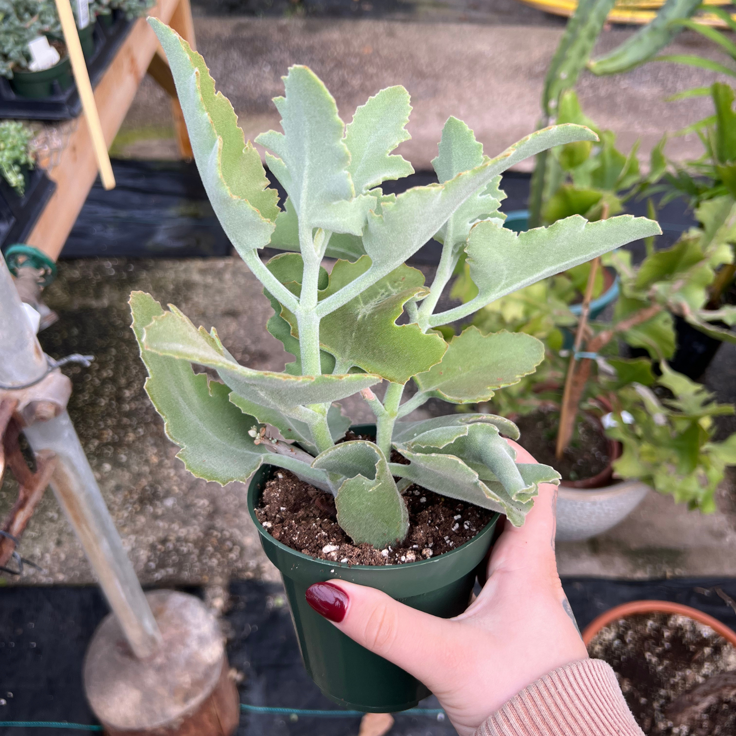 Kalanchoe beharensis