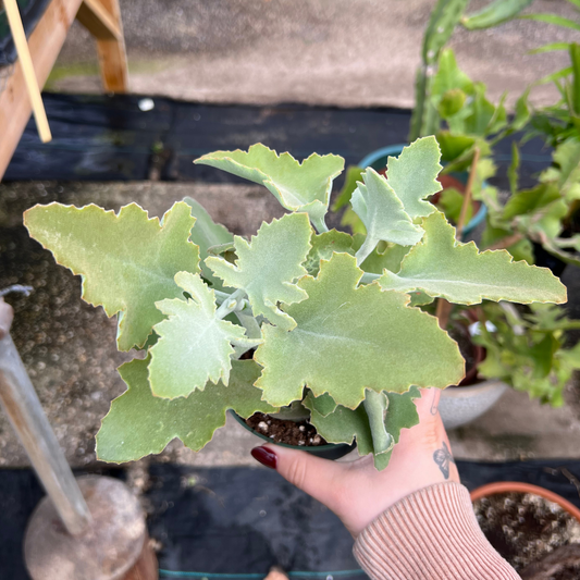 Kalanchoe beharensis