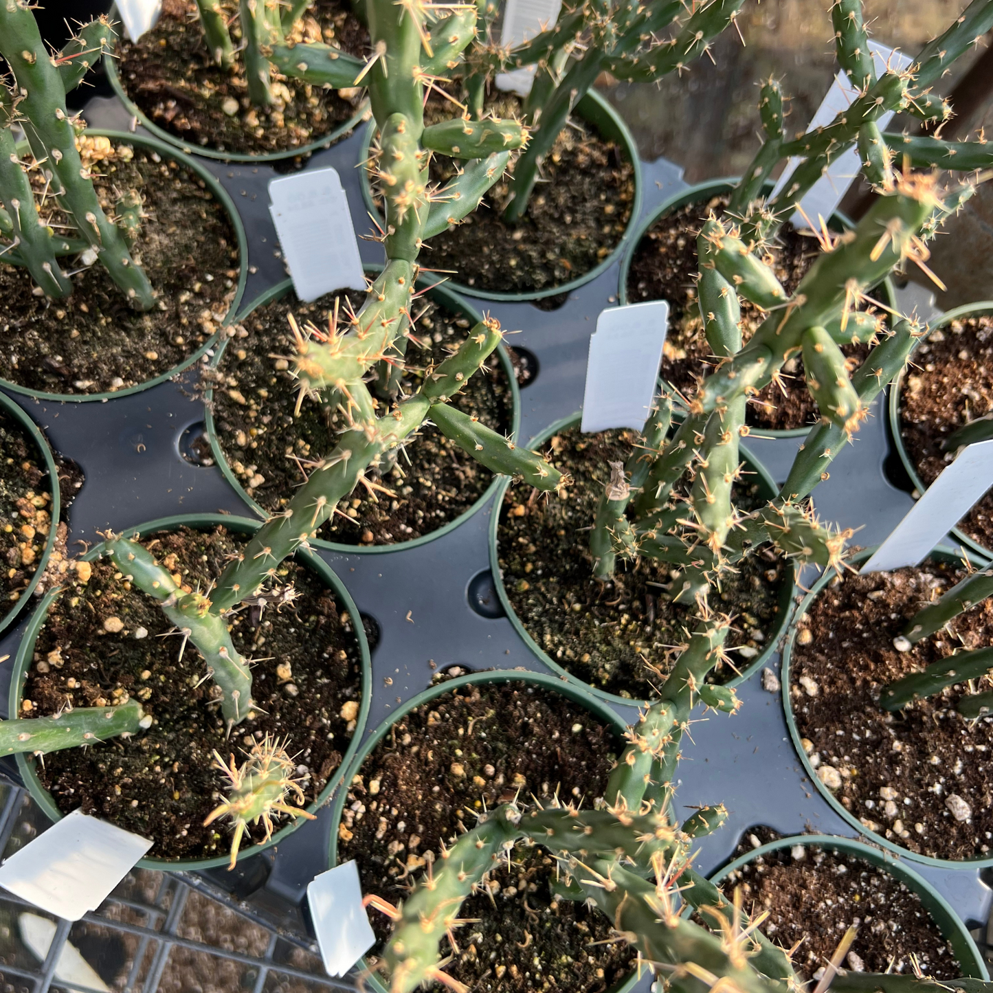 Cylindropuntia kleiniae