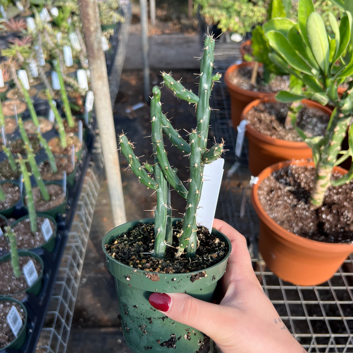 Cylindropuntia kleiniae