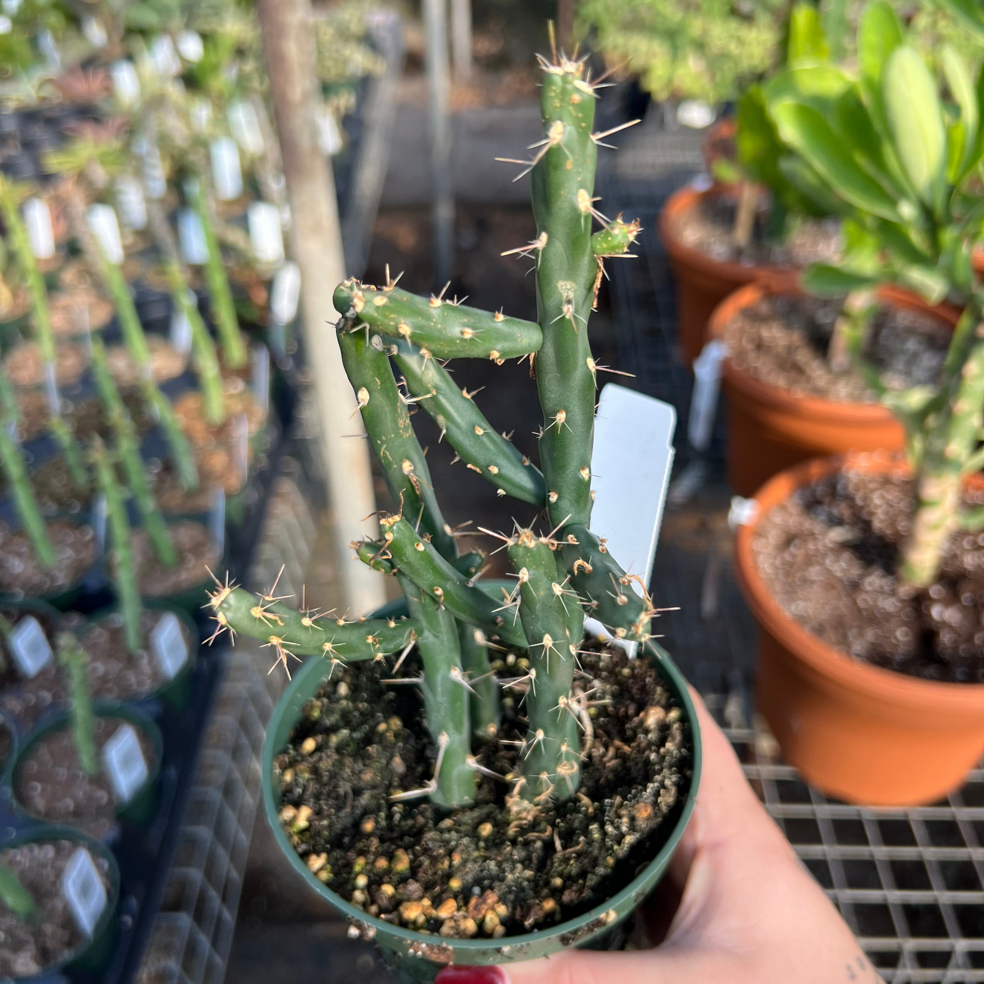mini cactus succulent Cylindropuntia kleiniae – Fantastic Gardens