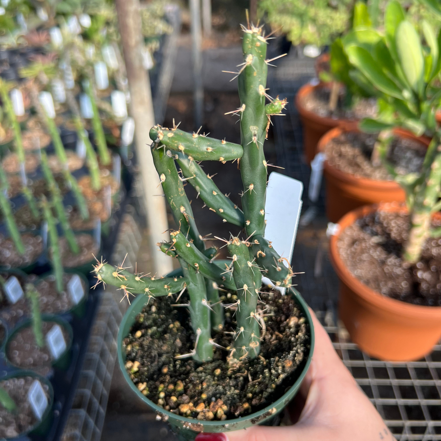 Cylindropuntia kleiniae