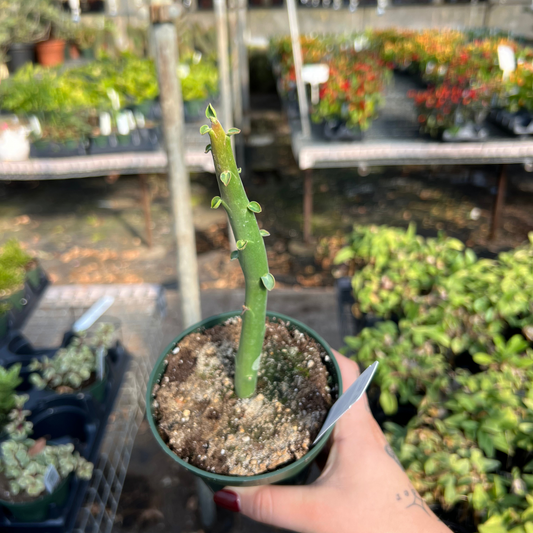 Euphorbia alluadii 'Madagascan Fire Plant'