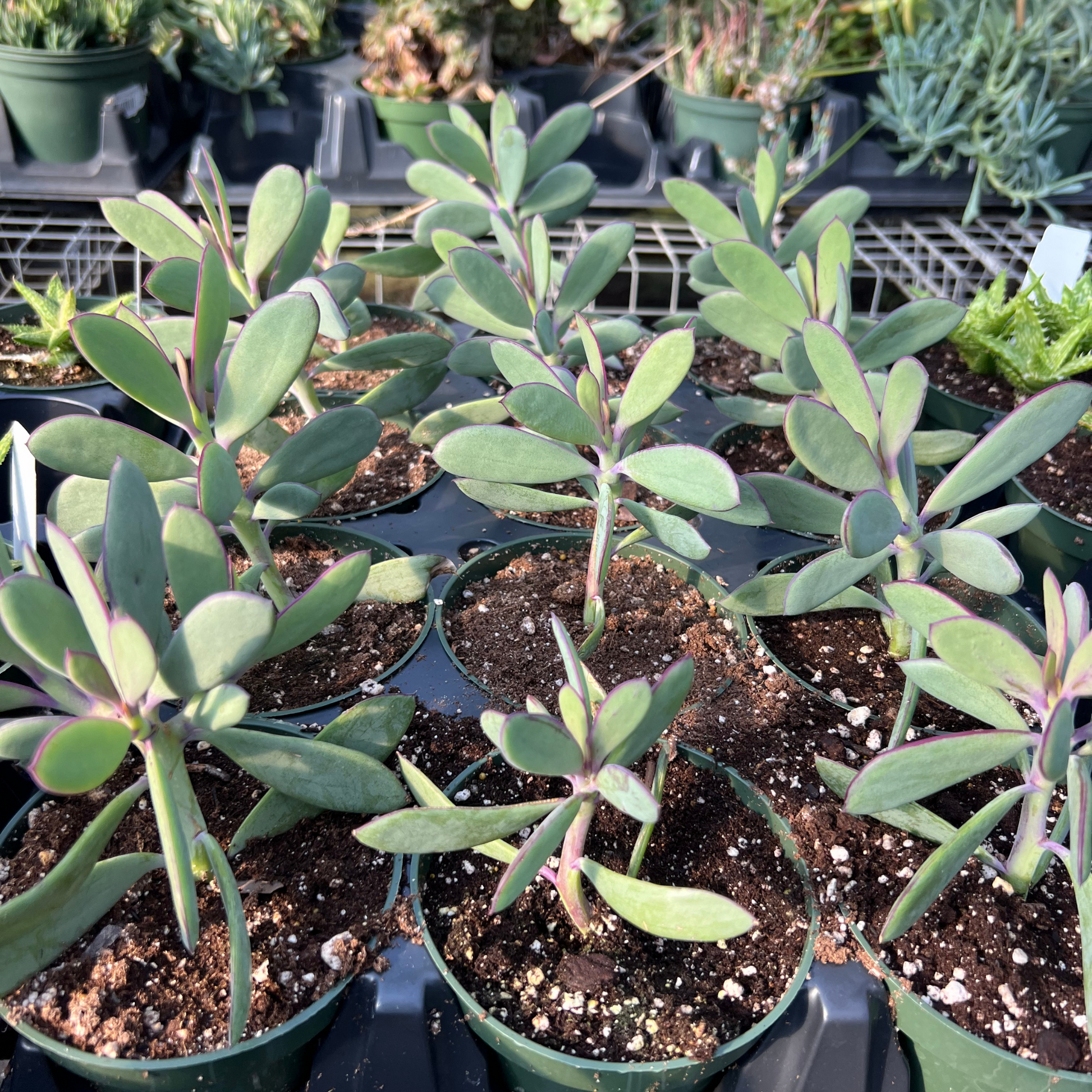 lavender succulent plant Senecio crassissimus – Fantastic Gardens