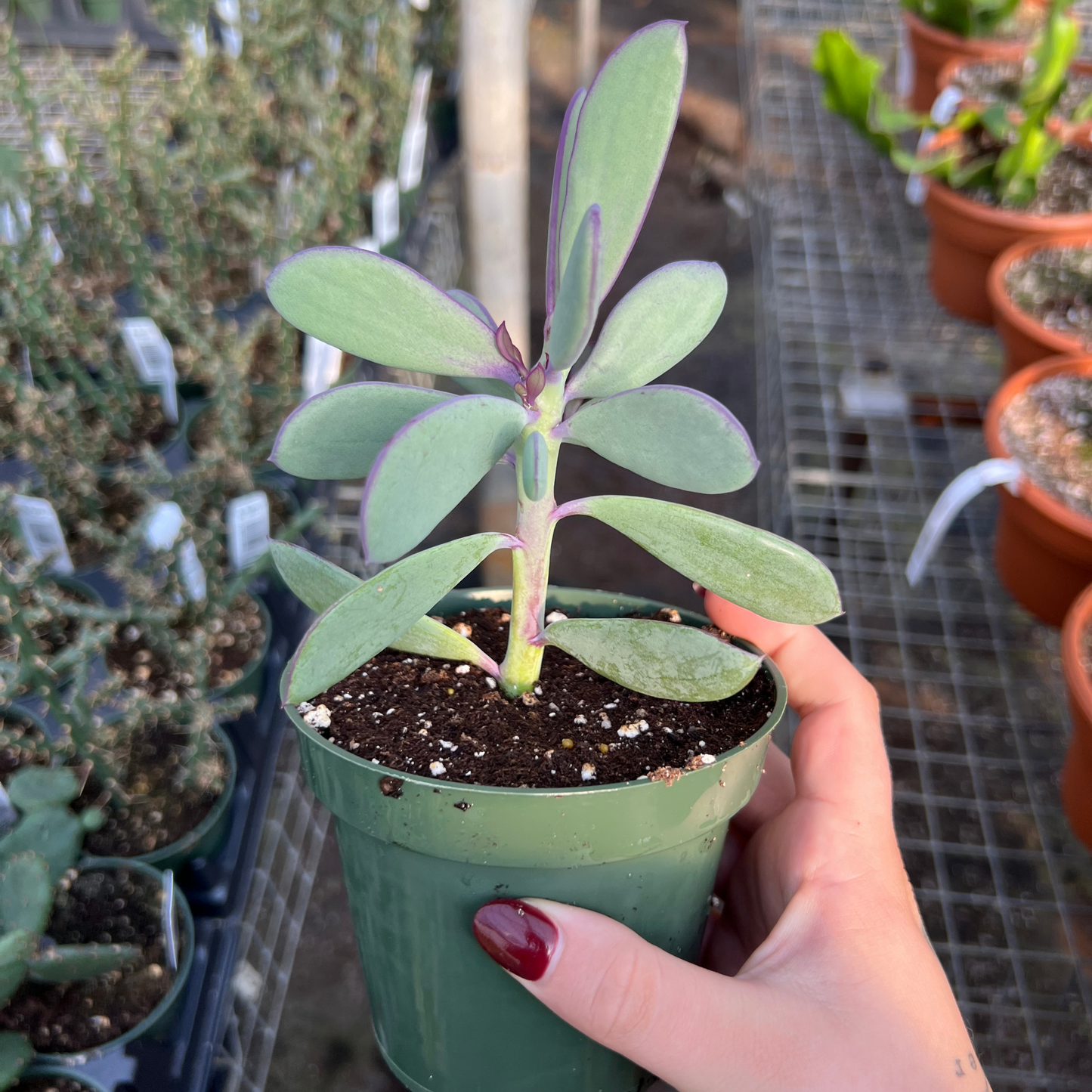 Senecio crassissimus