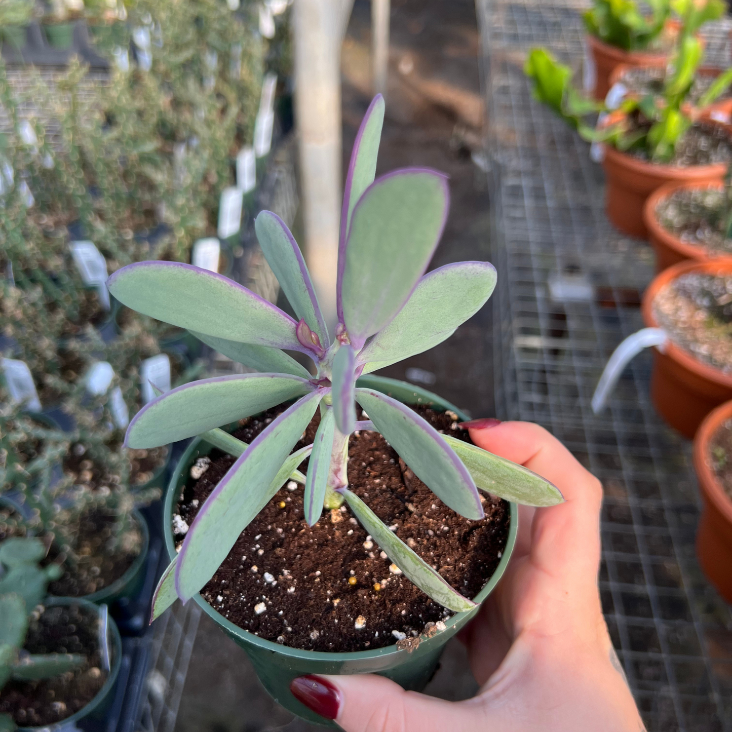 Senecio crassissimus