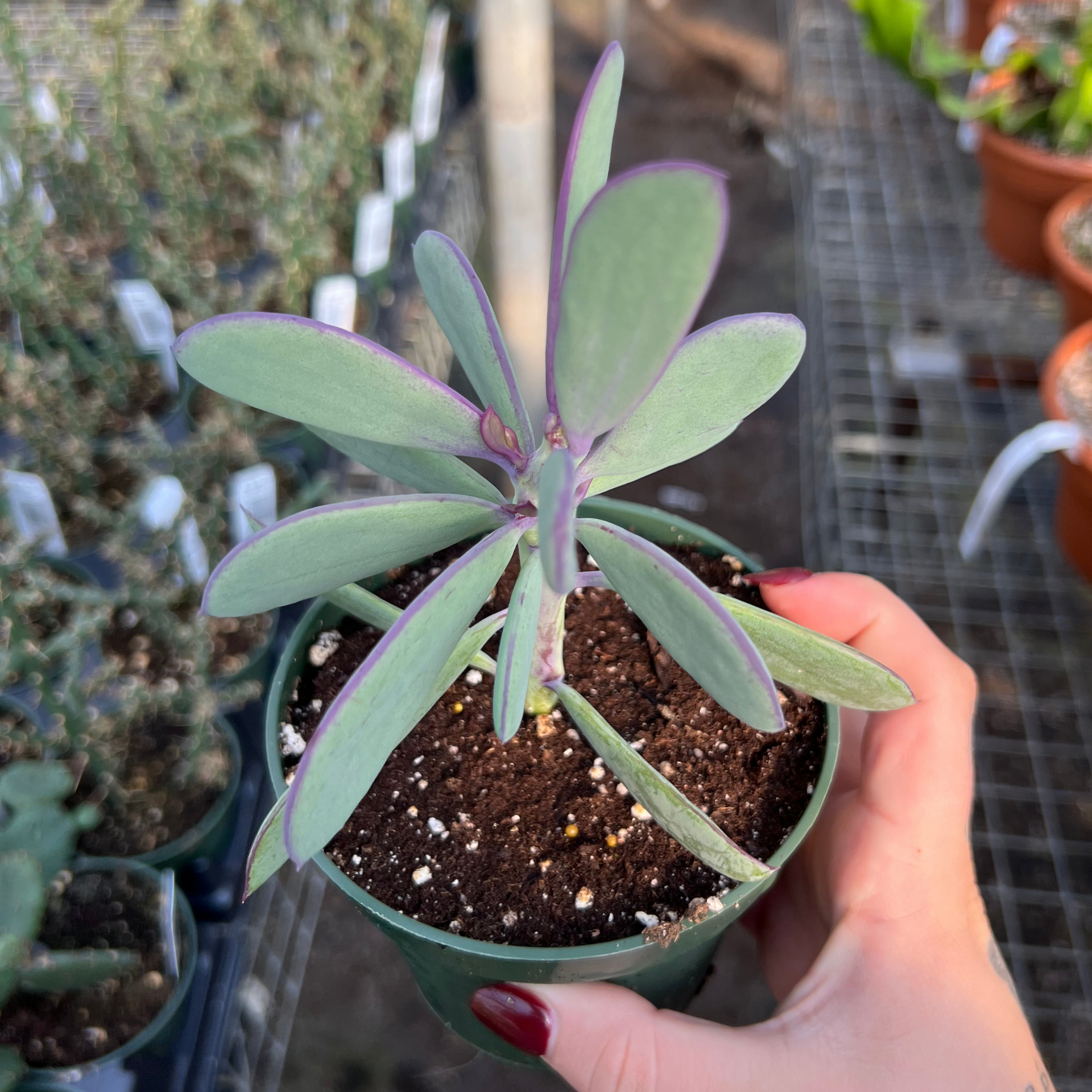 succulent with purple stem Senecio crassissimus