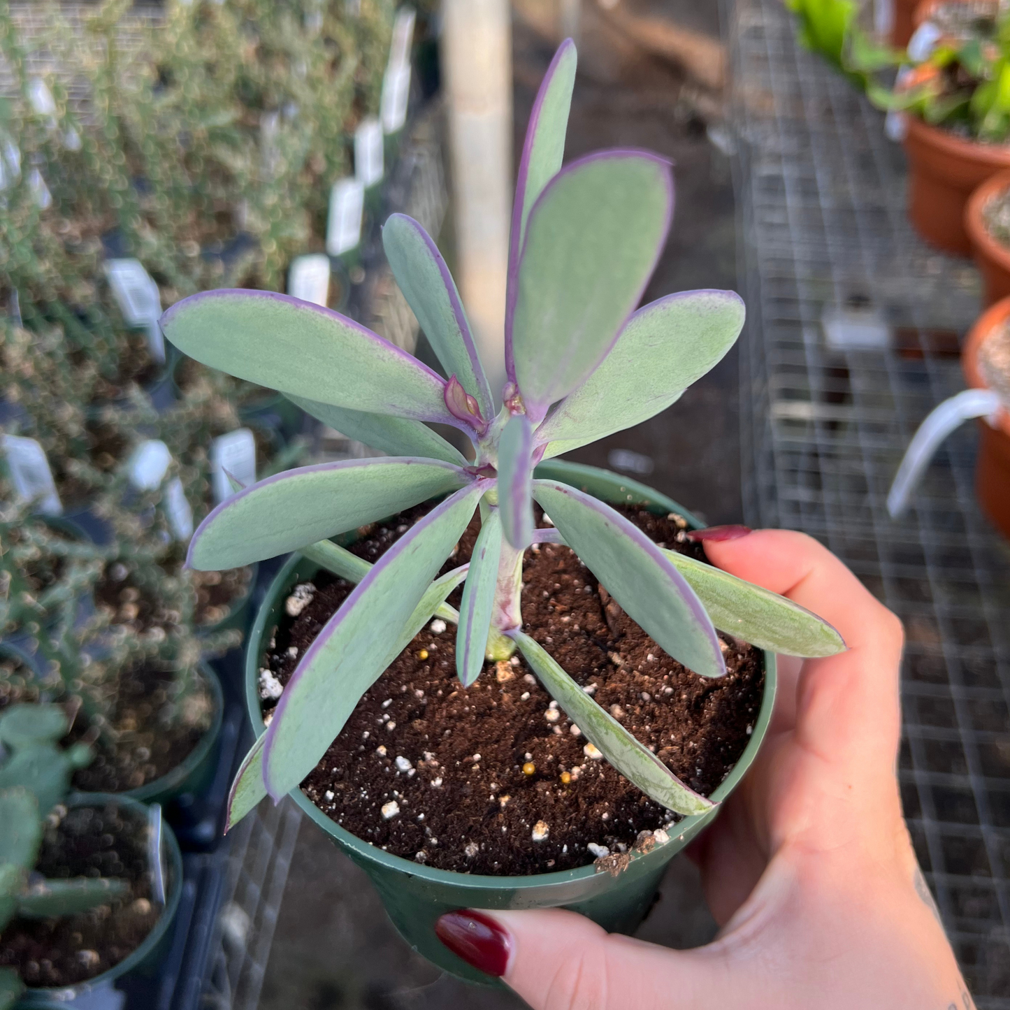 Senecio crassissimus