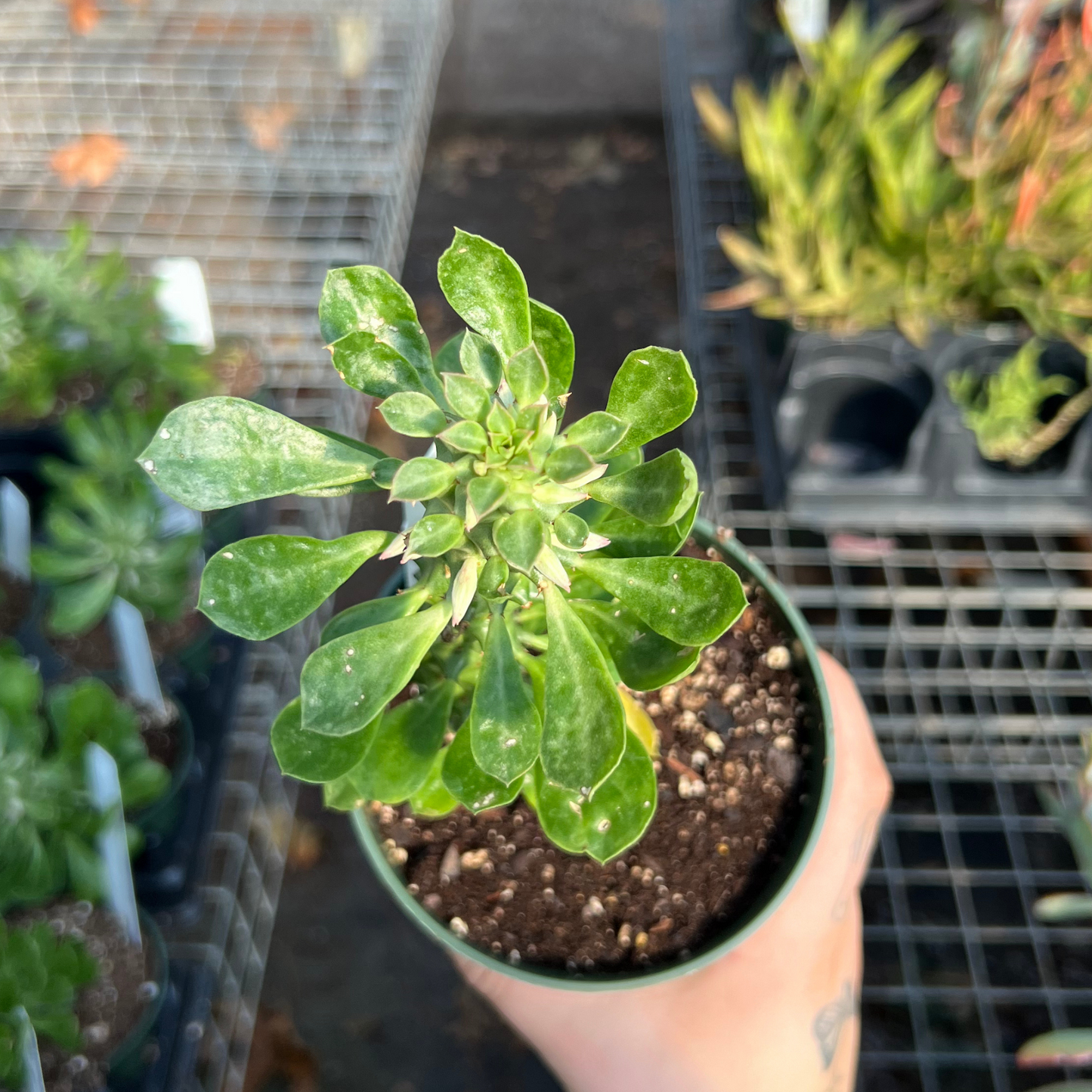 Euphorbia guentheri