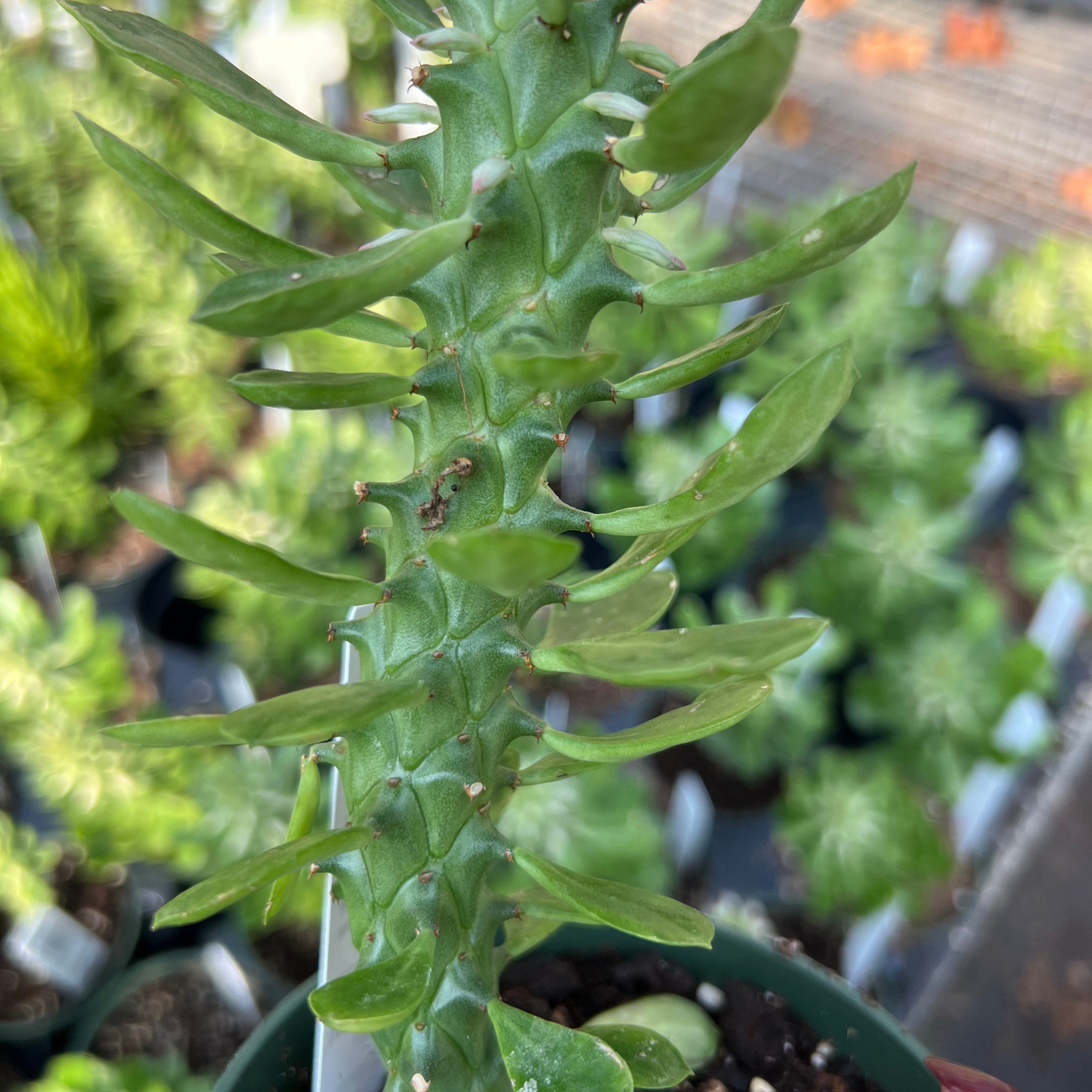 Euphorbia guentheri