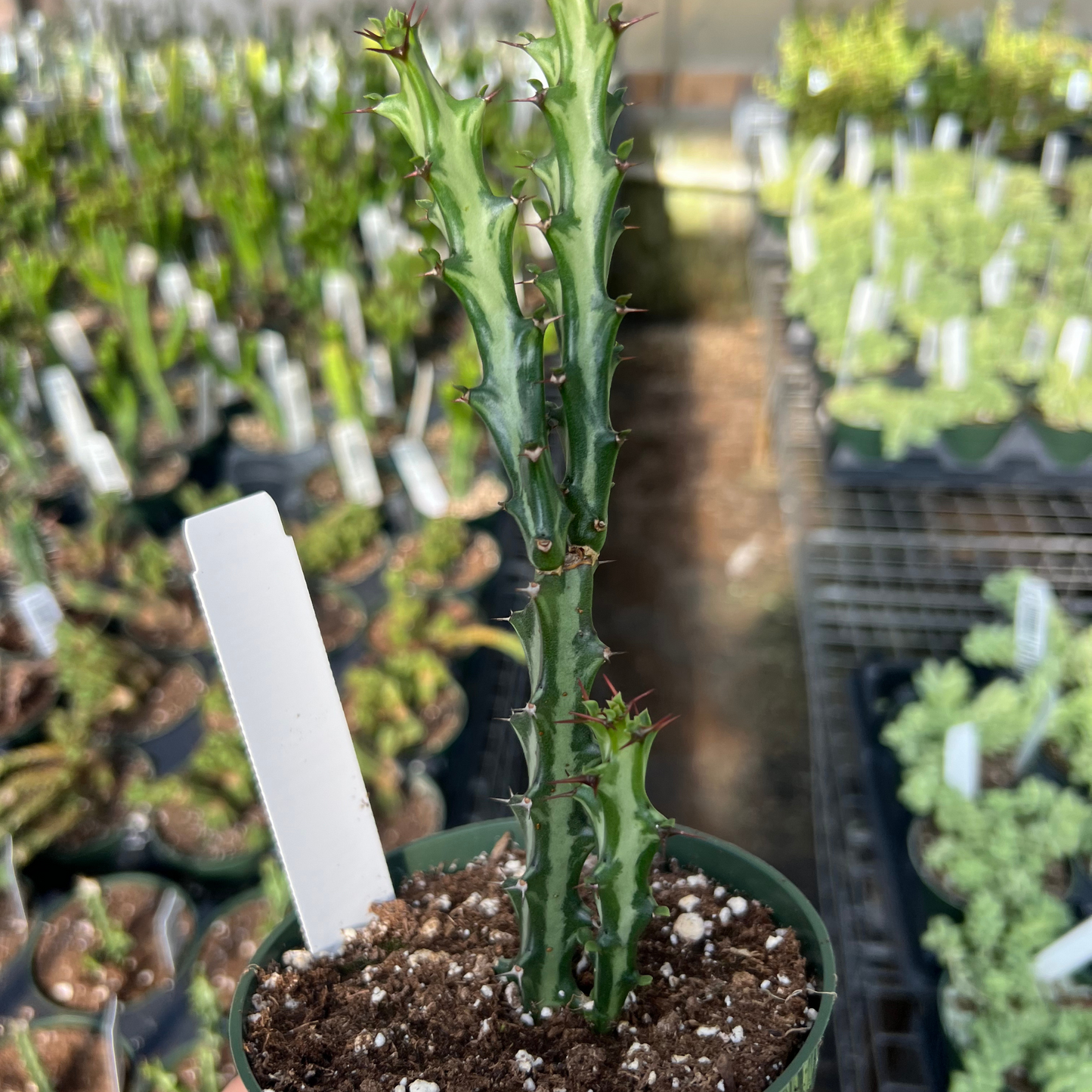 Euphorbia knuthii