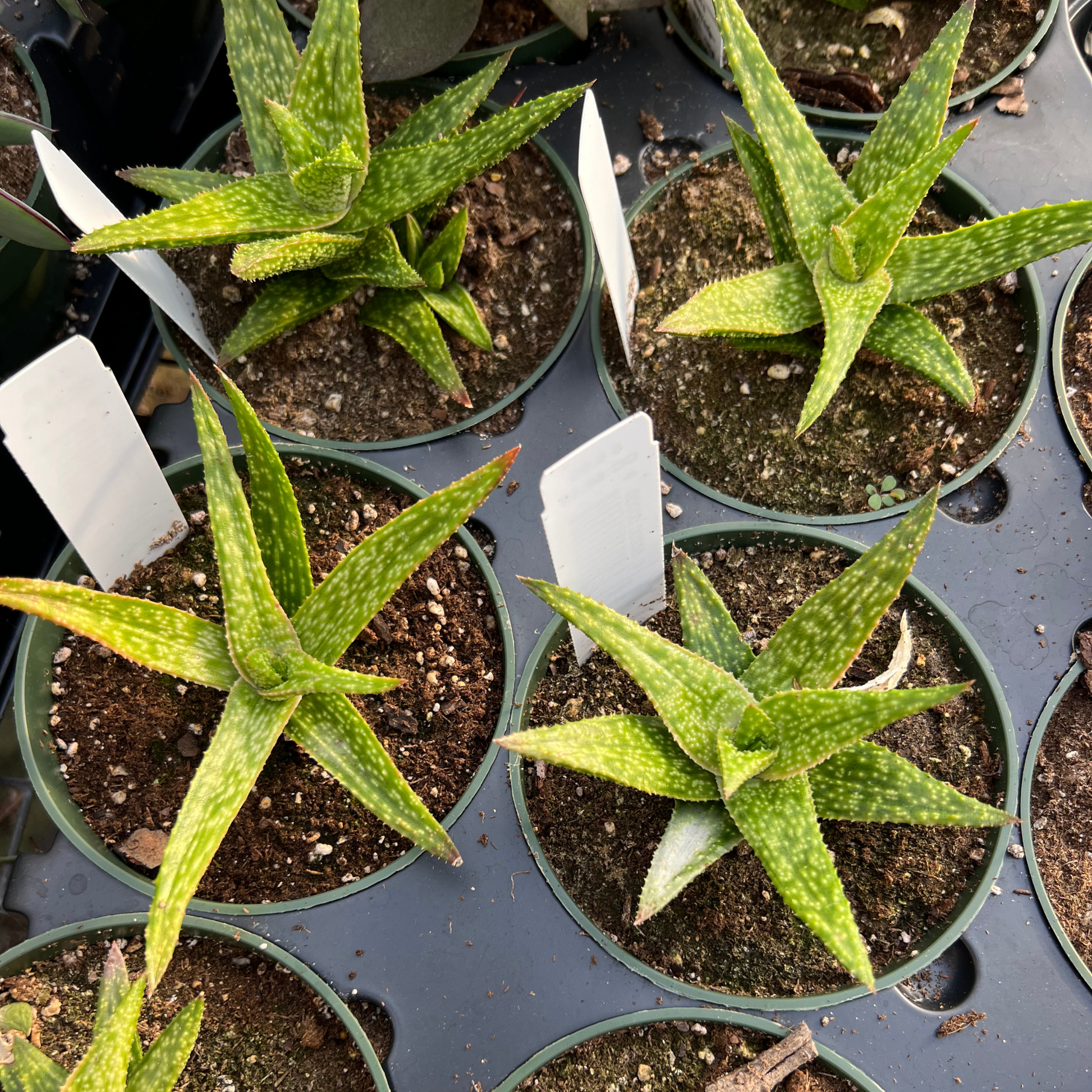aloe vera plant jewel osco Aloe squarrosa – Fantastic Gardens