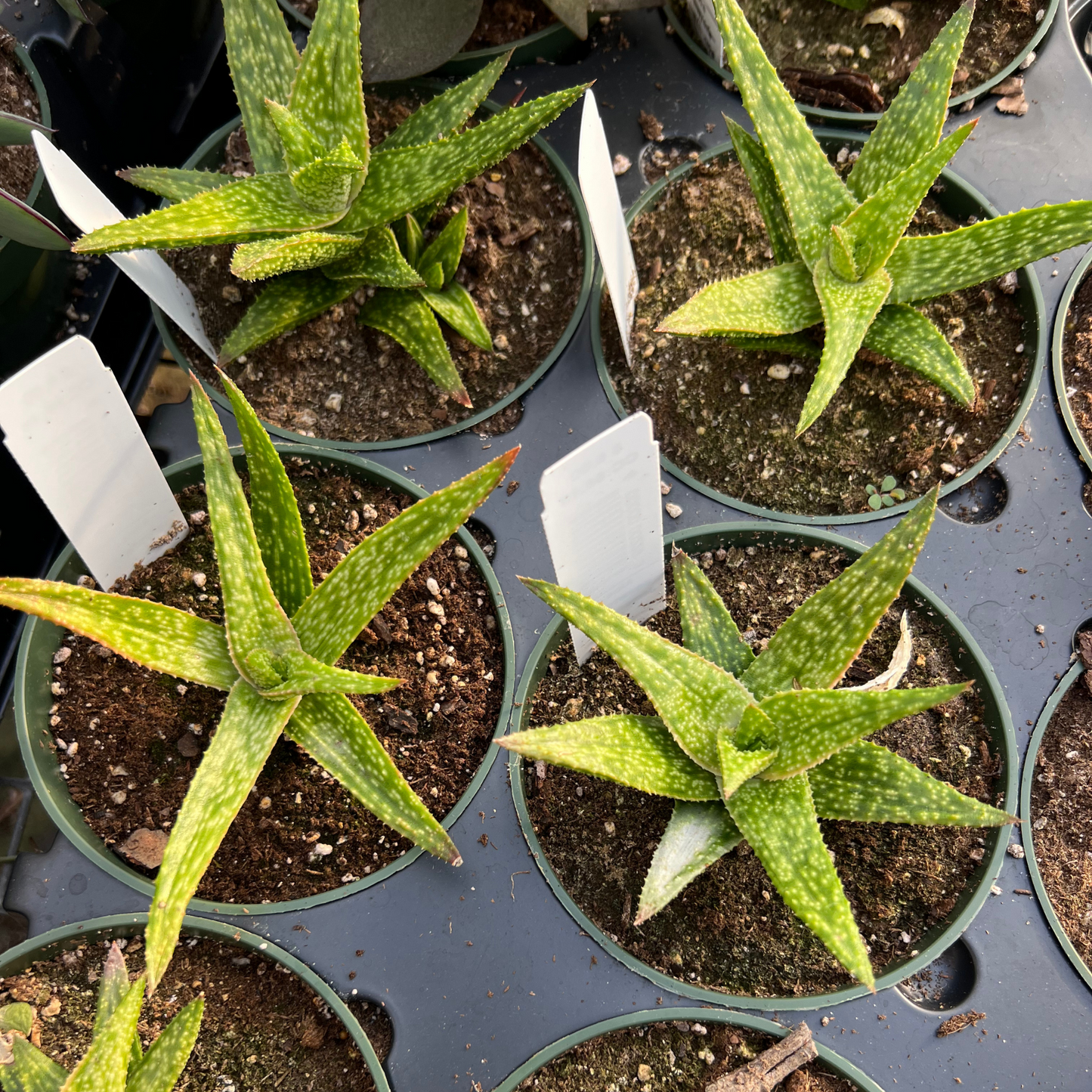 Aloe squarrosa