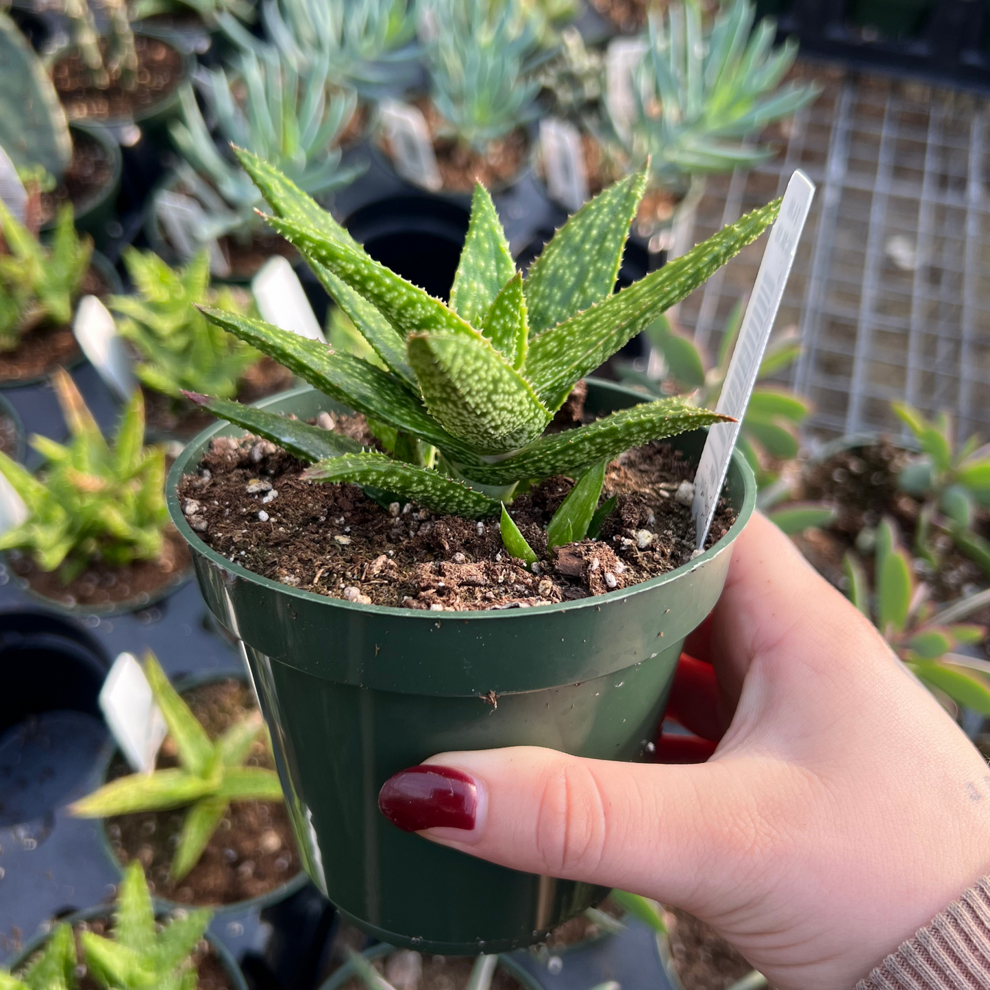 Aloe squarrosa