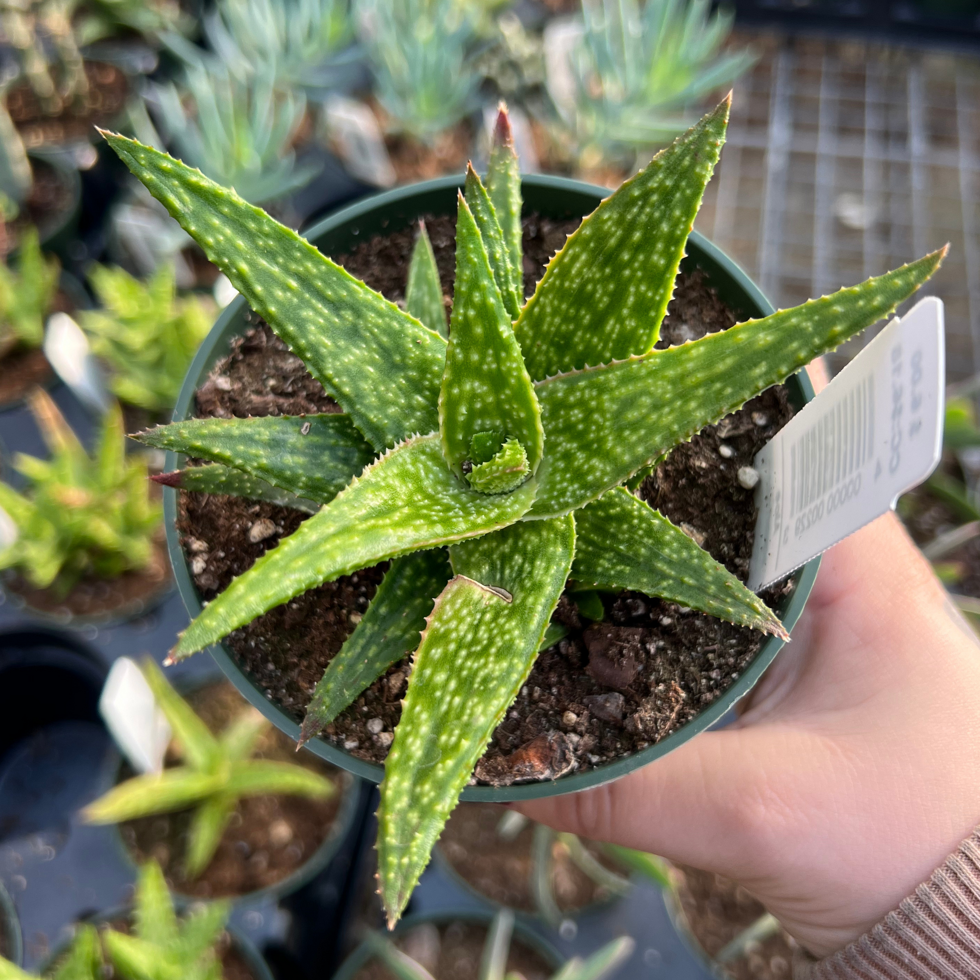 colored aloe vera plant Aloe squarrosa – Fantastic Gardens