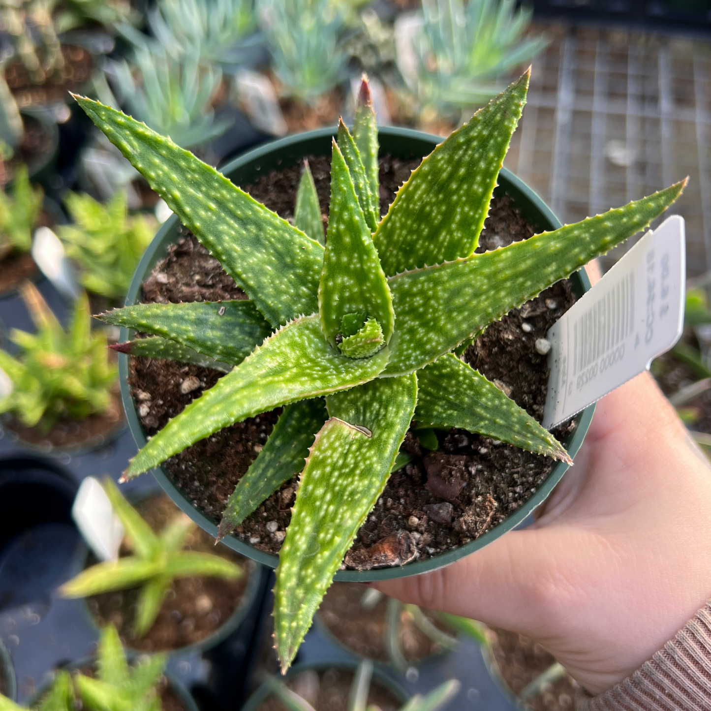 Aloe squarrosa