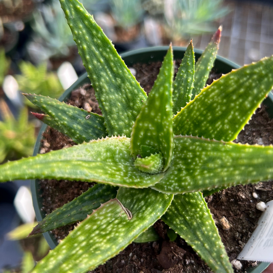 Aloe squarrosa