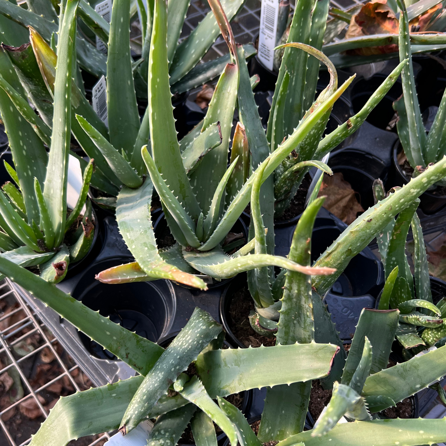 Aloe Vera