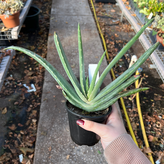 Aloe Vera