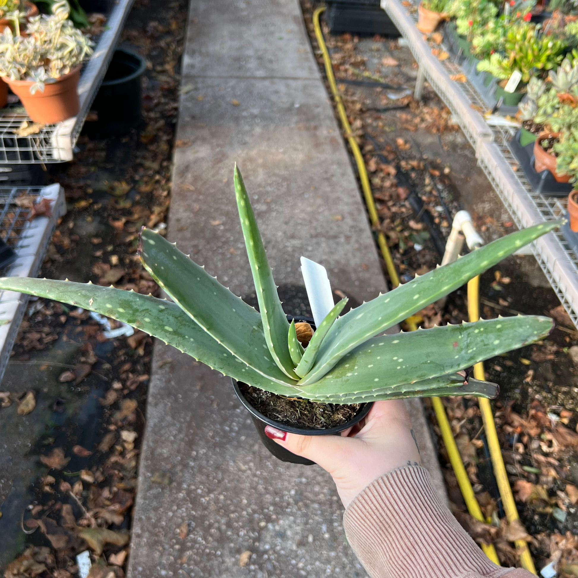 spell aloe vera plant Aloe Vera