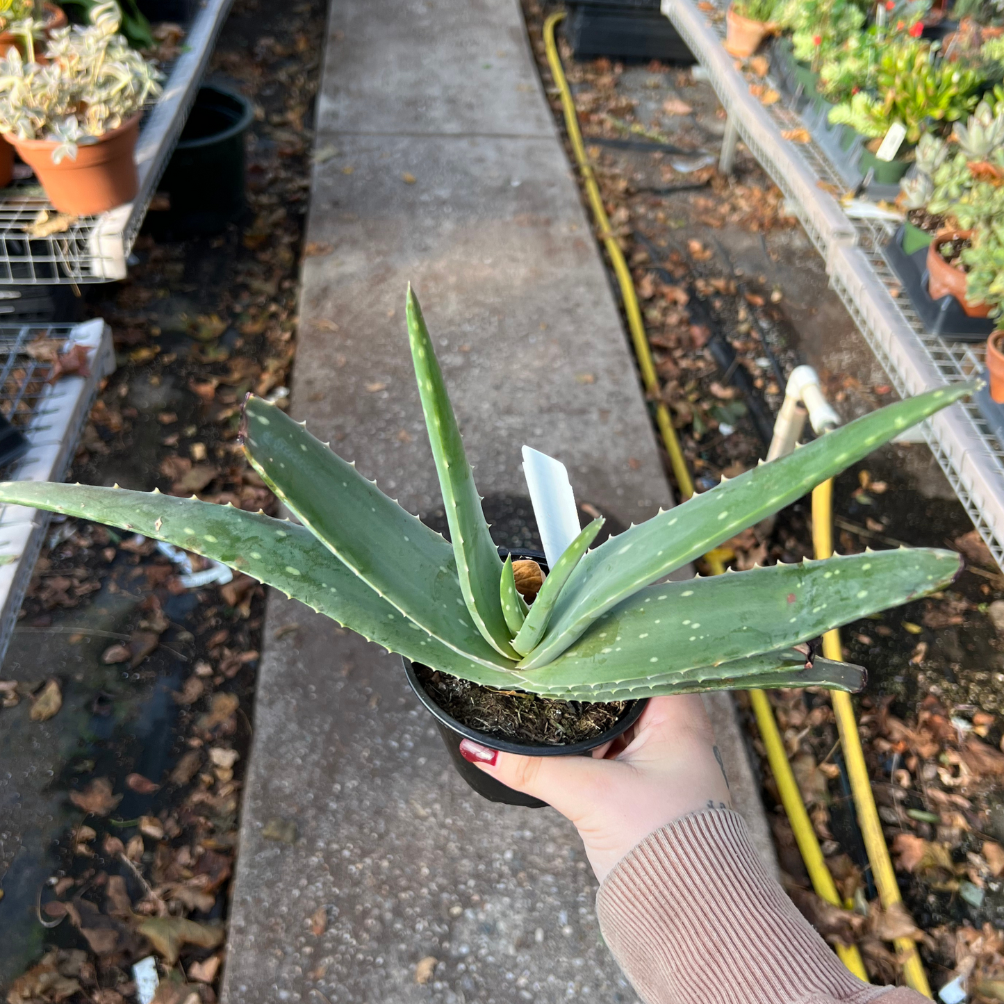 Aloe Vera