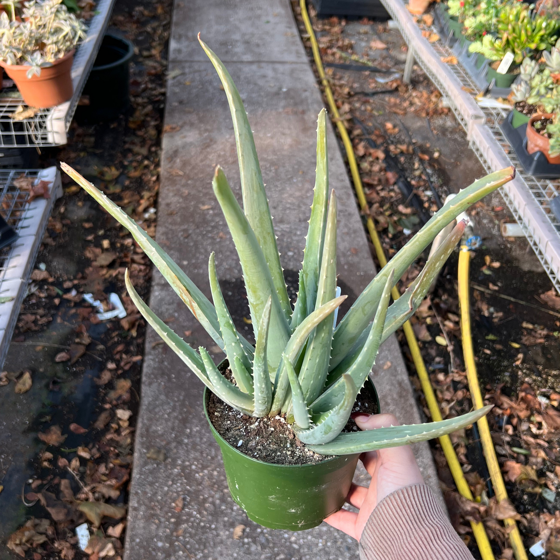 aloe vera plant store near me Aloe Vera – Fantastic Gardens