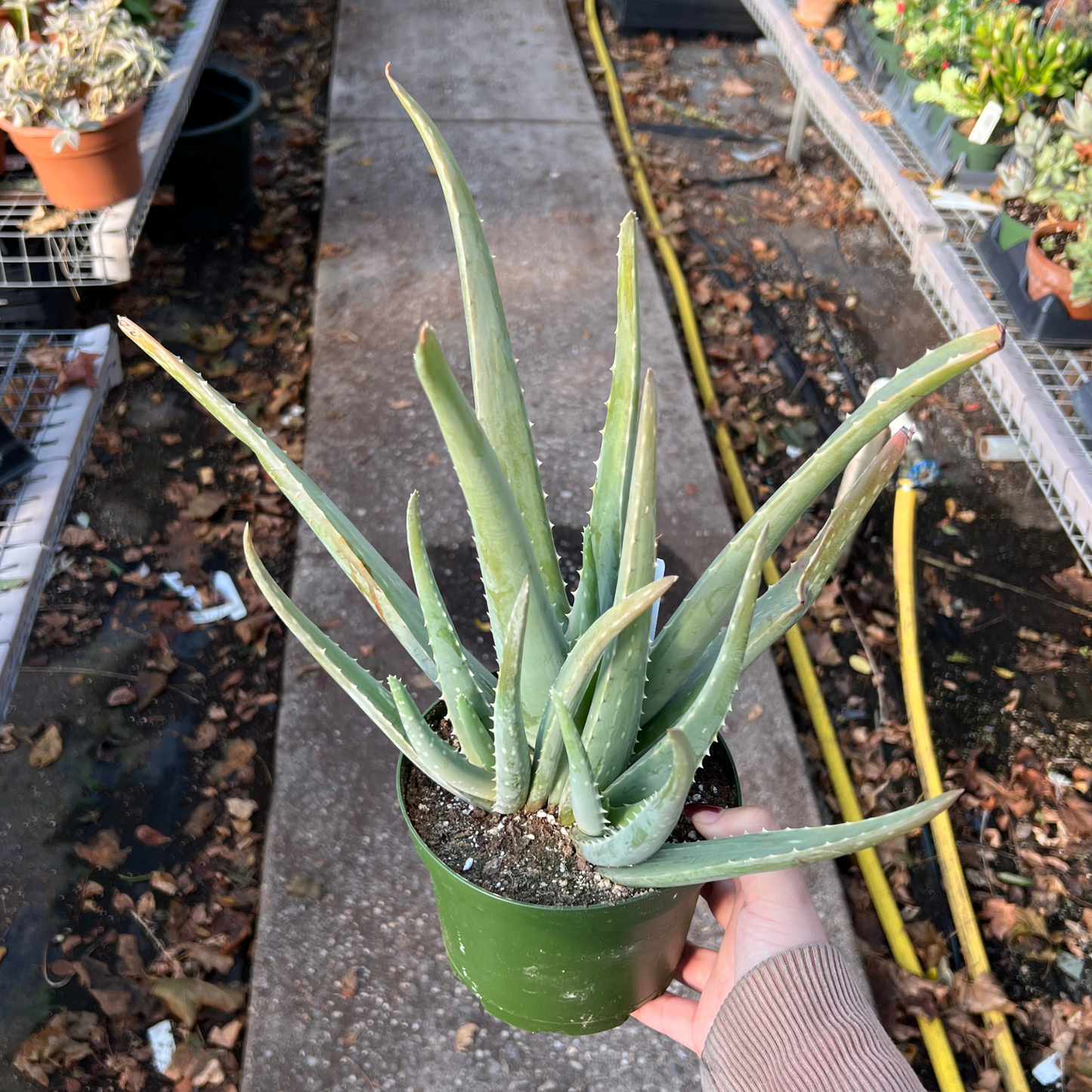 Aloe Vera