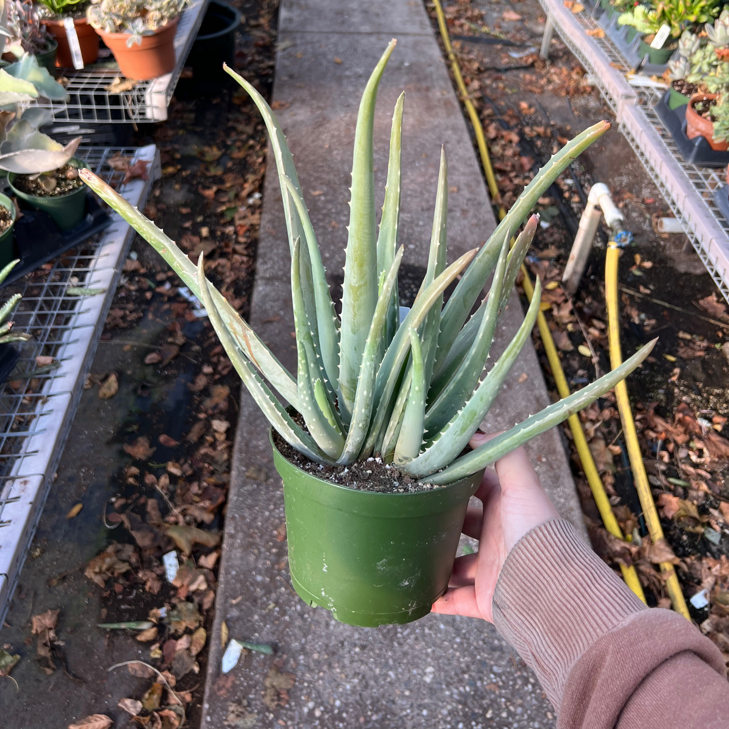 Aloe Vera