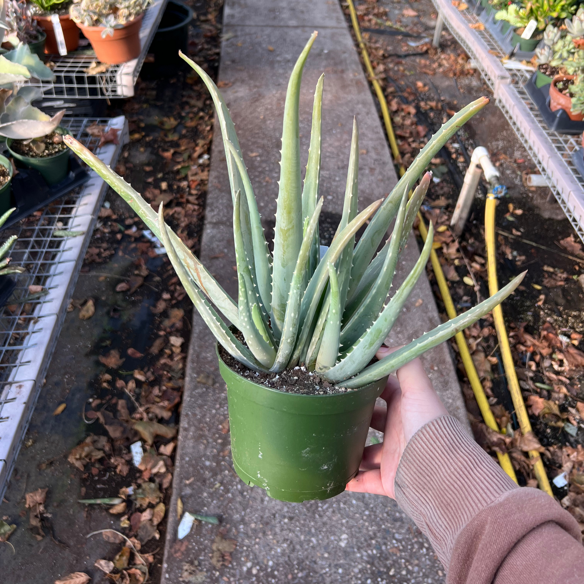 aloe vera of america inc Aloe Vera – Fantastic Gardens