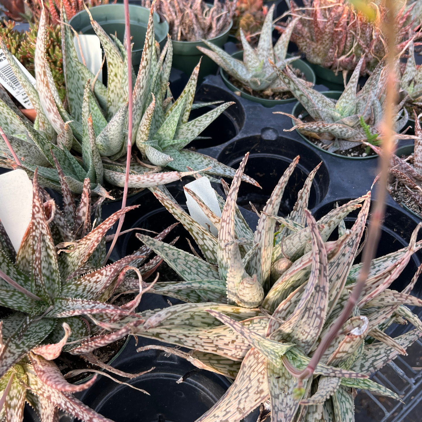 Aloe 'White Beauty'