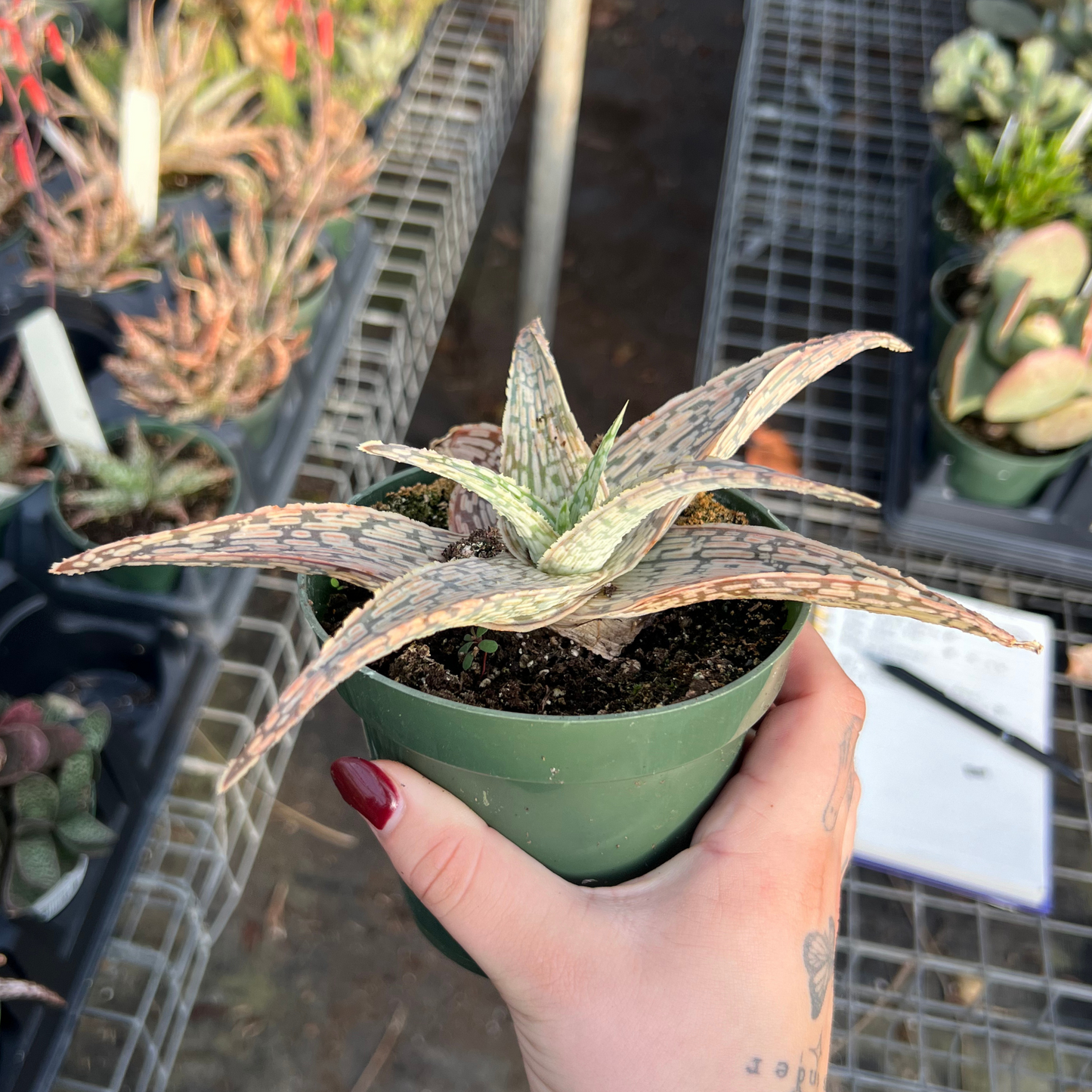 Aloe 'White Beauty'