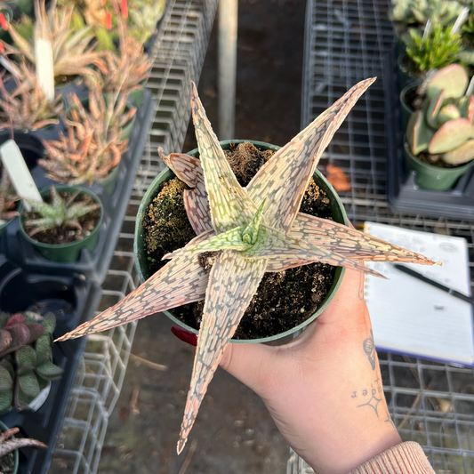 Aloe 'White Beauty'