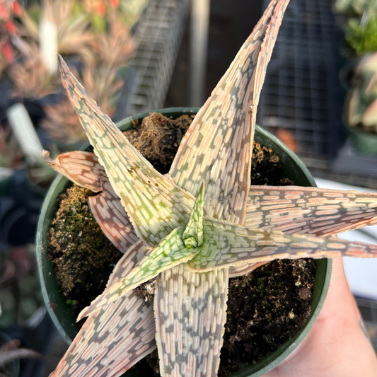 Aloe 'White Beauty'