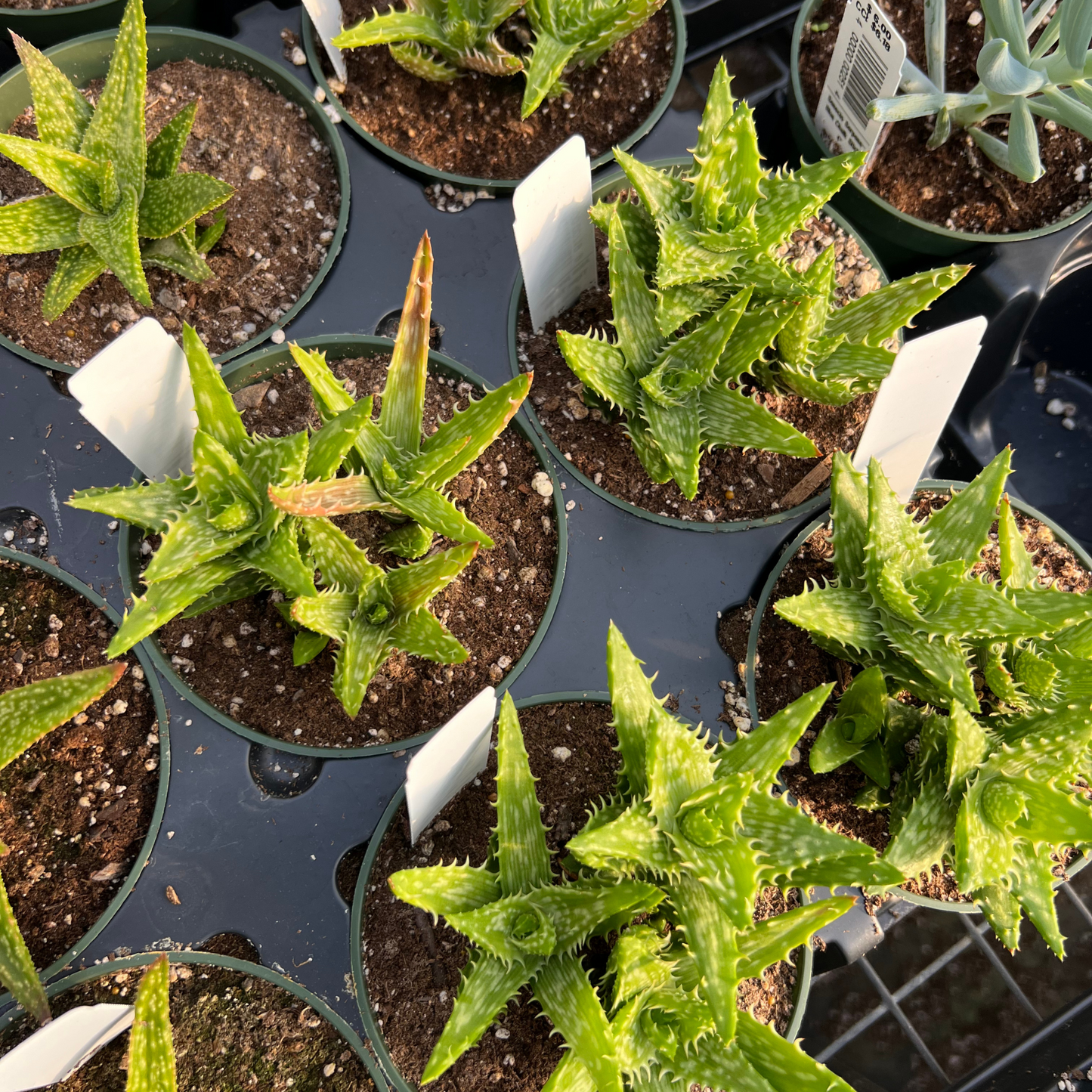 Aloe juvenna