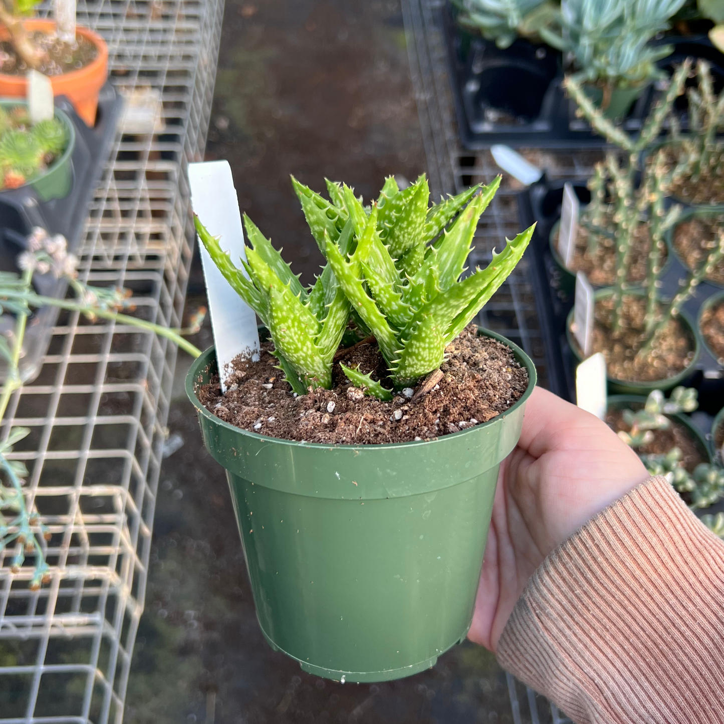 Aloe juvenna