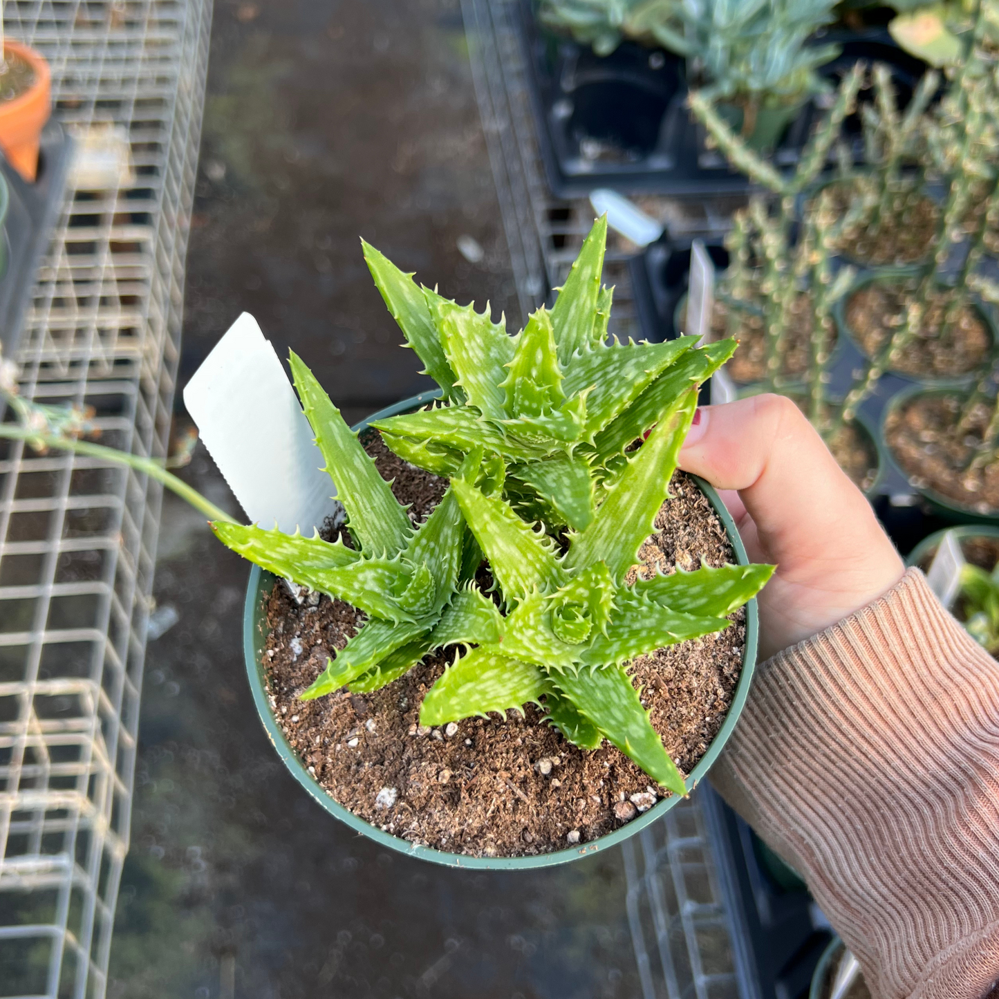 Aloe juvenna