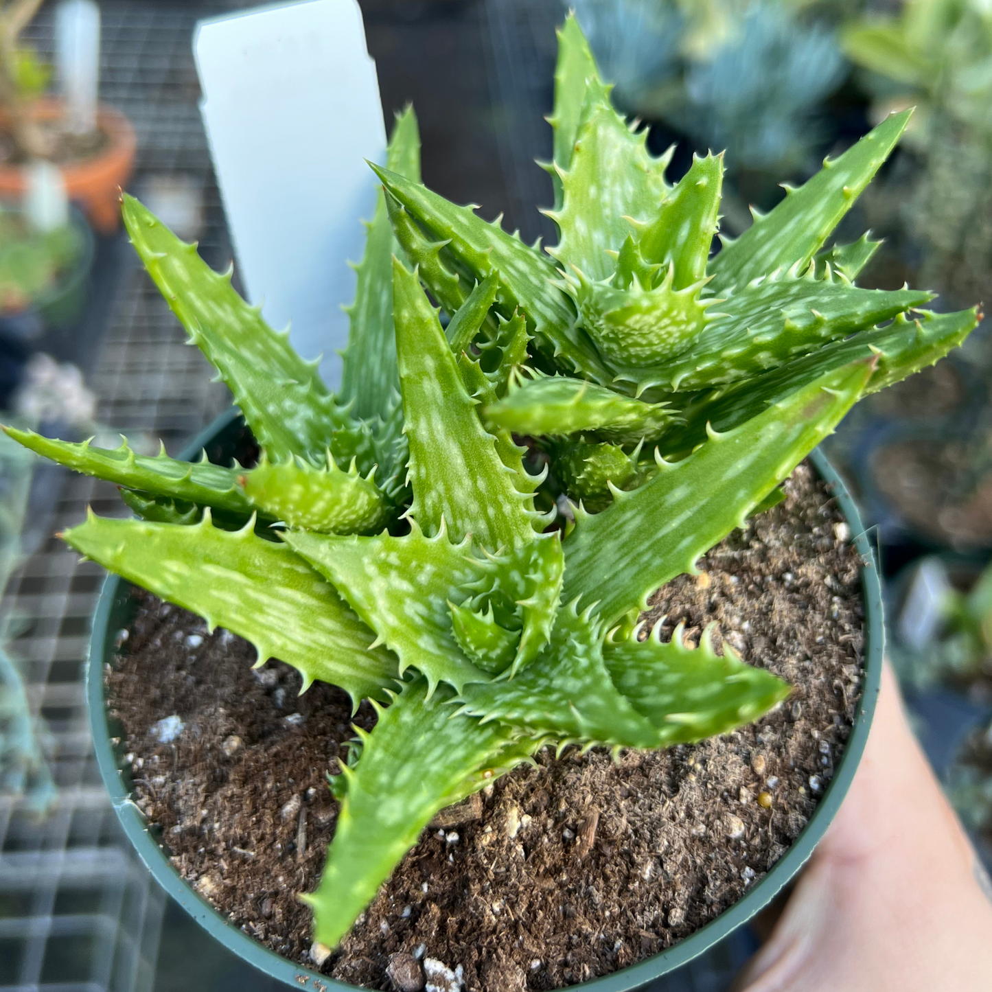 Aloe juvenna