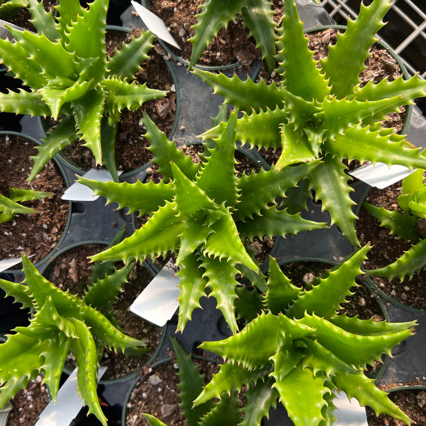 Aloe congolensis