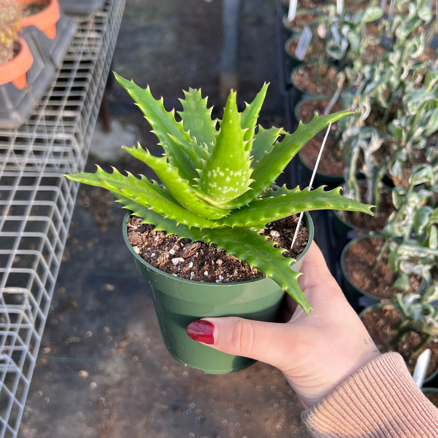 Aloe congolensis