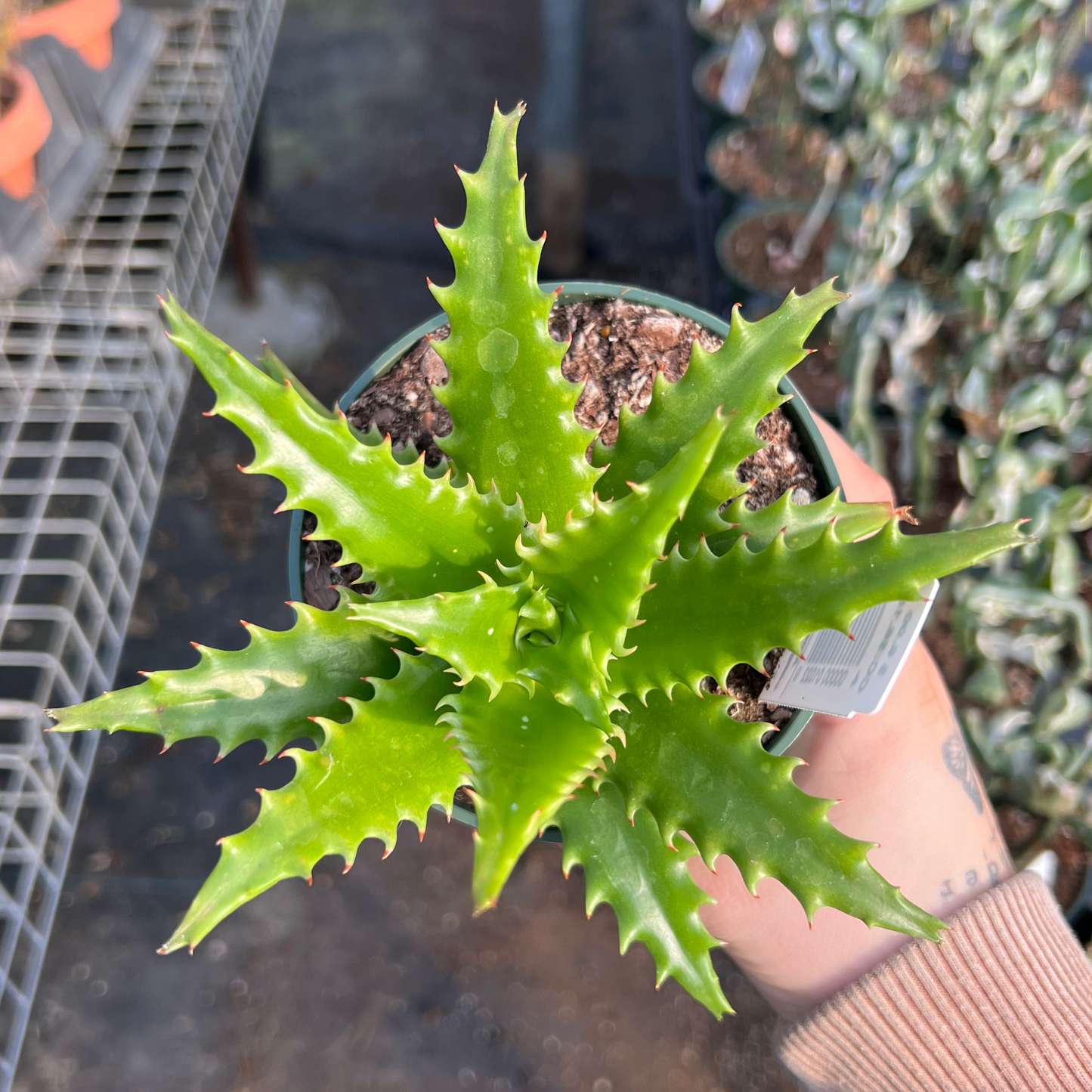 Aloe congolensis