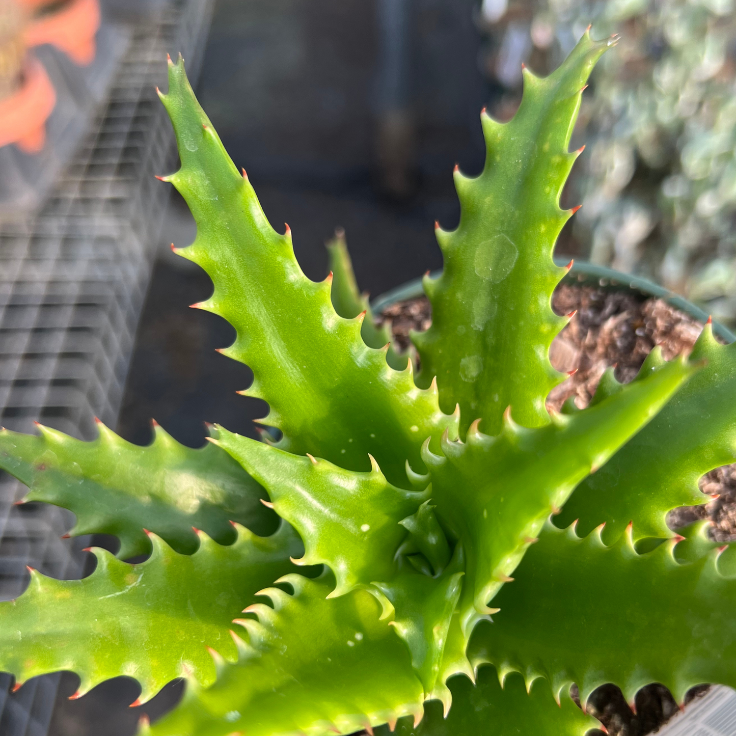 Aloe congolensis