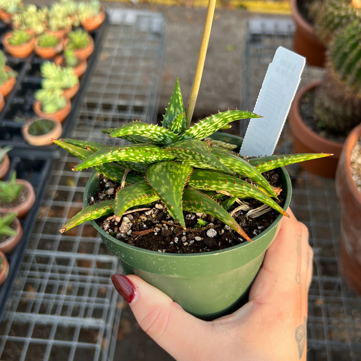 Aloe jucunda