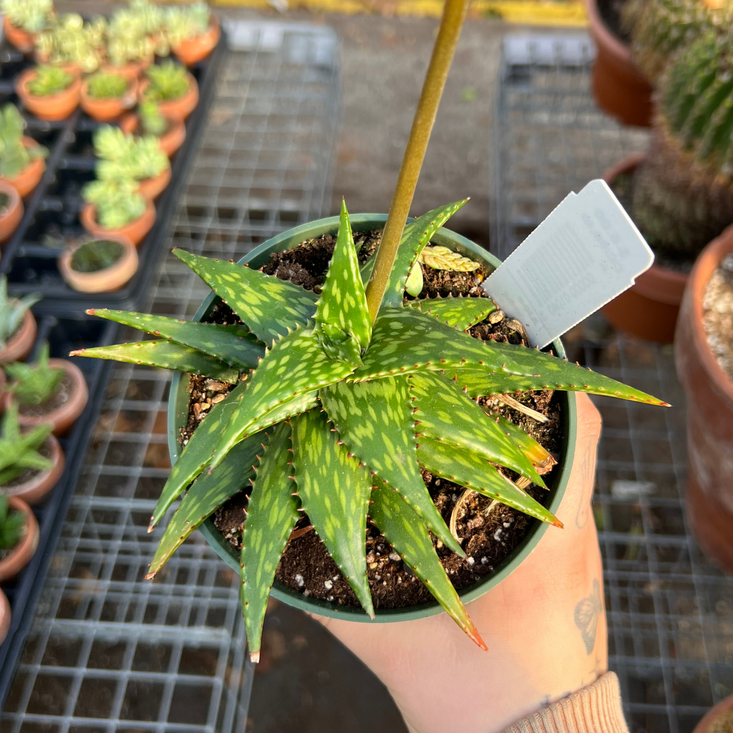 Aloe jucunda