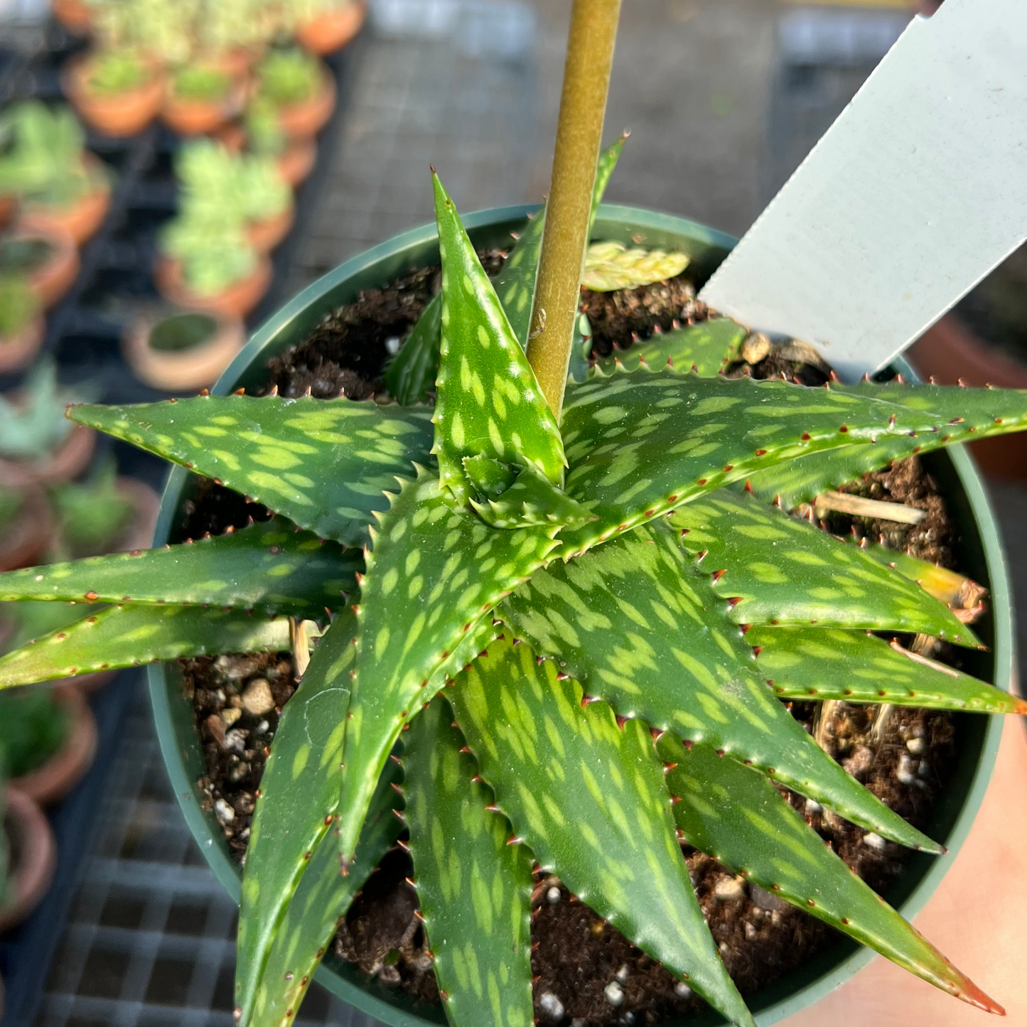 Aloe jucunda