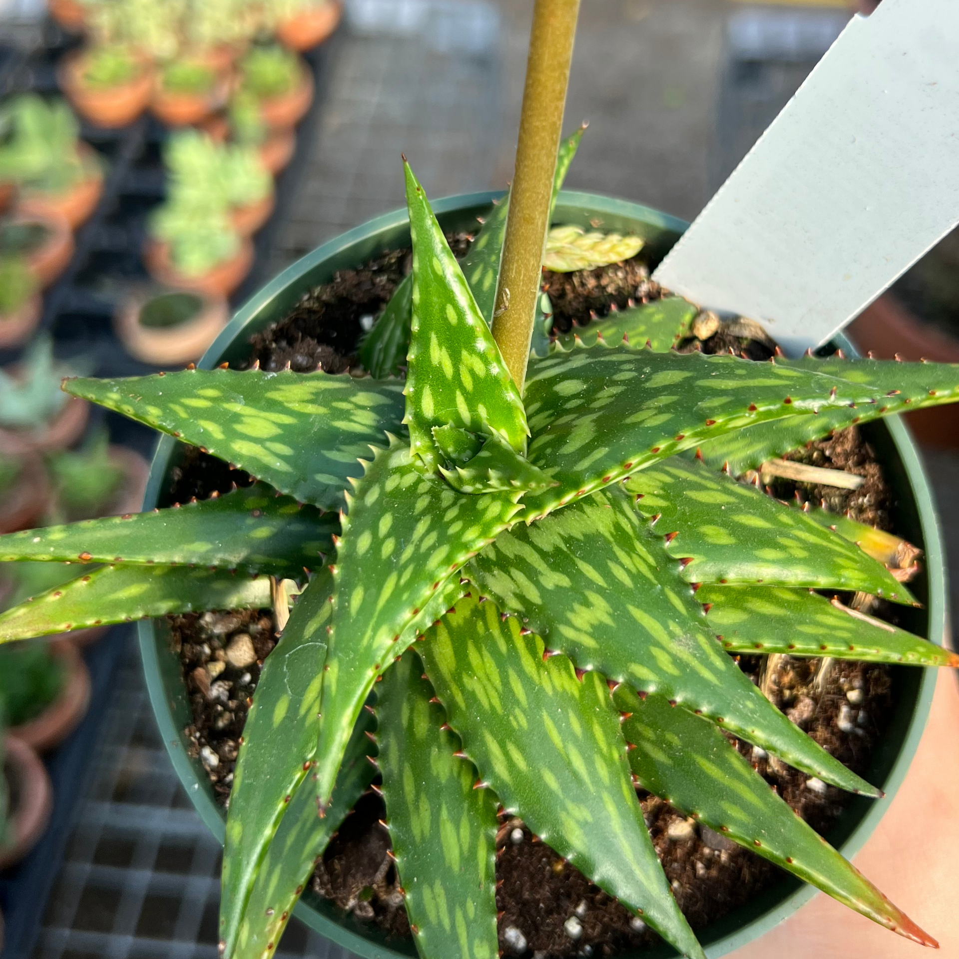 Aloe jucunda – Fantastic Gardens